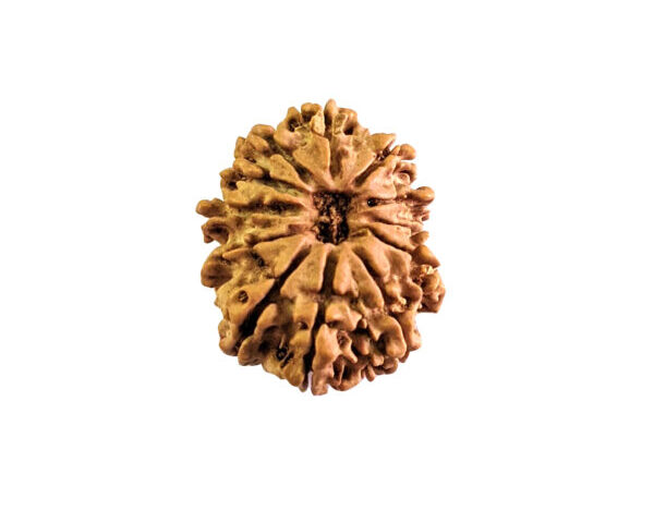 12-Mukhi-Rudraksha-Nepali