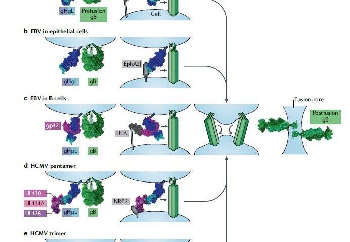 Model of the herpesvirus entry mechanism