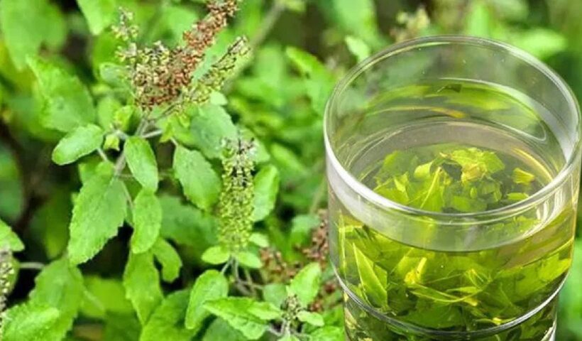 Leaves Of Tulsi Have Numerous Health Benefits