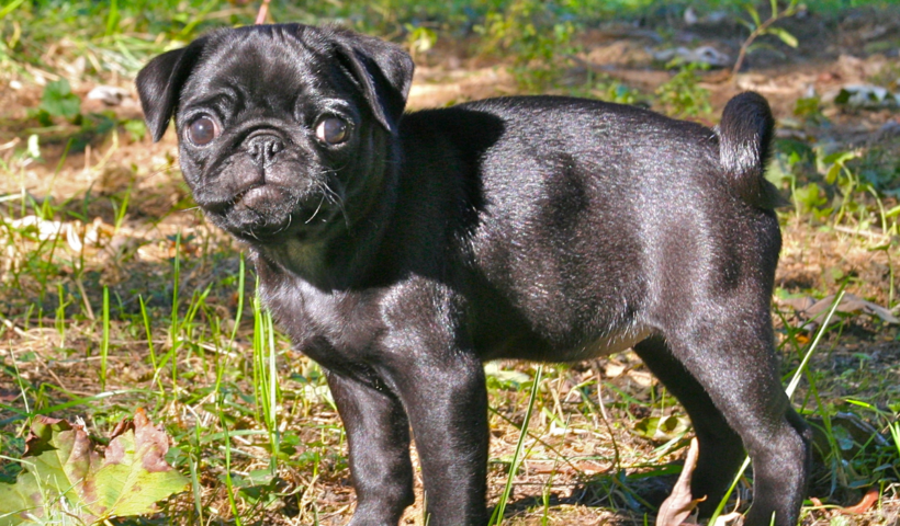 Pug puppies for sale and Black pug puppies for sale