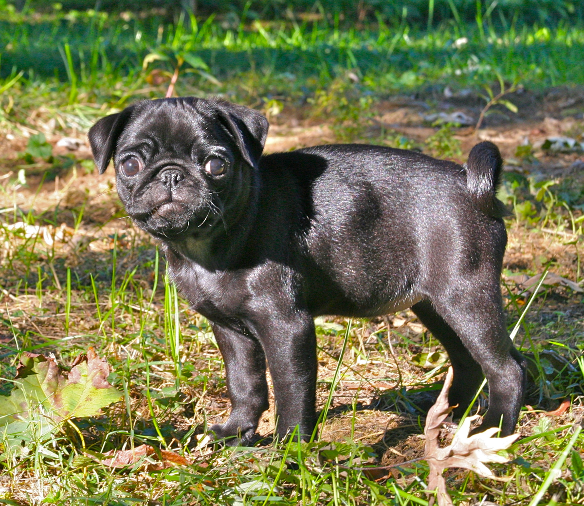 Pug puppies for sale and Black pug puppies for sale