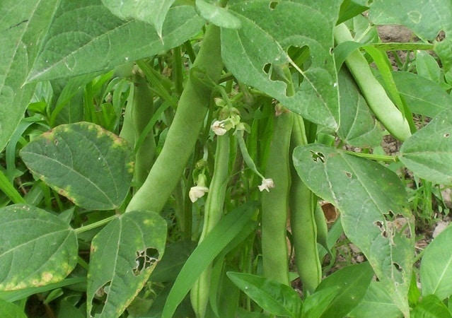 Complete Guide to Kidney Bean Farming in India Techniques and Tips
