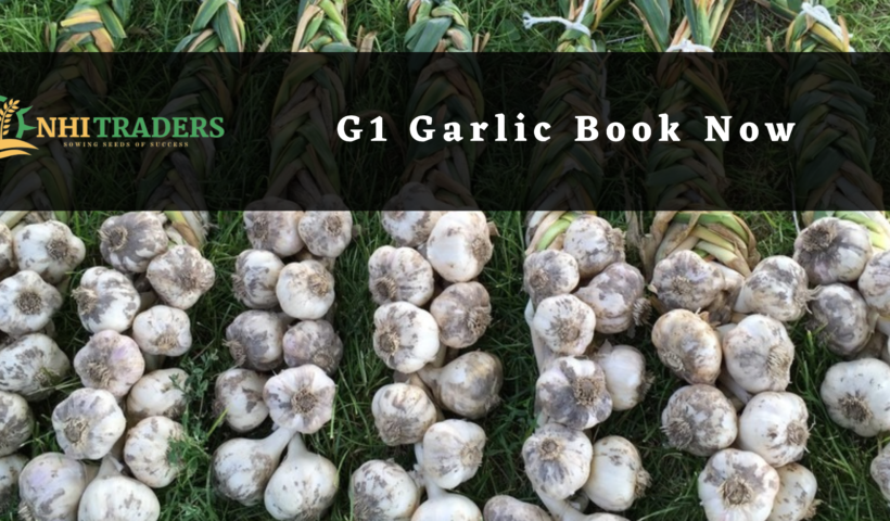 G1 Garlic, G1 Garlic price in Pakistan, G1 Garlic supplier in Pakistan, Best G1 Garlic price, High-quality G1 Garlic Seed, Buy G1 Garlic in Pakistan, G1 Garlic for sale in Pakistan, G1 Garlic seeds in Pakistan, G1 Garlic purchase online, G1 Garlic variety in Pakistan, G1 Garlic wholesale in Pakistan, G1 Garlic bulk purchase, Affordable G1 Garlic seeds, G1 Garlic sale offer, Fresh G1 Garlic seeds, NHI Traders, Agriculture,
