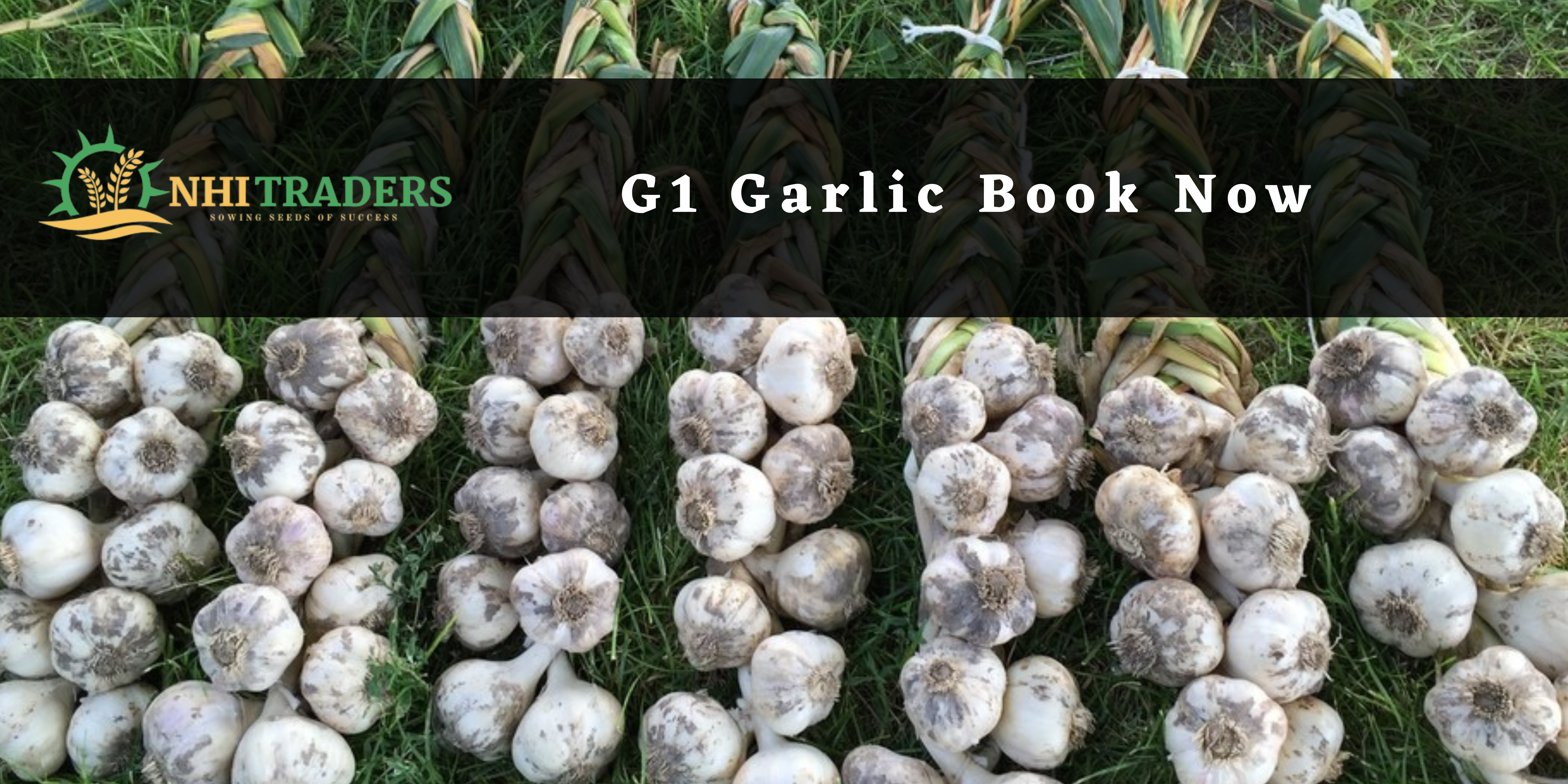 G1 Garlic, G1 Garlic price in Pakistan, G1 Garlic supplier in Pakistan, Best G1 Garlic price, High-quality G1 Garlic Seed, Buy G1 Garlic in Pakistan, G1 Garlic for sale in Pakistan, G1 Garlic seeds in Pakistan, G1 Garlic purchase online, G1 Garlic variety in Pakistan, G1 Garlic wholesale in Pakistan, G1 Garlic bulk purchase, Affordable G1 Garlic seeds, G1 Garlic sale offer, Fresh G1 Garlic seeds, NHI Traders, Agriculture,