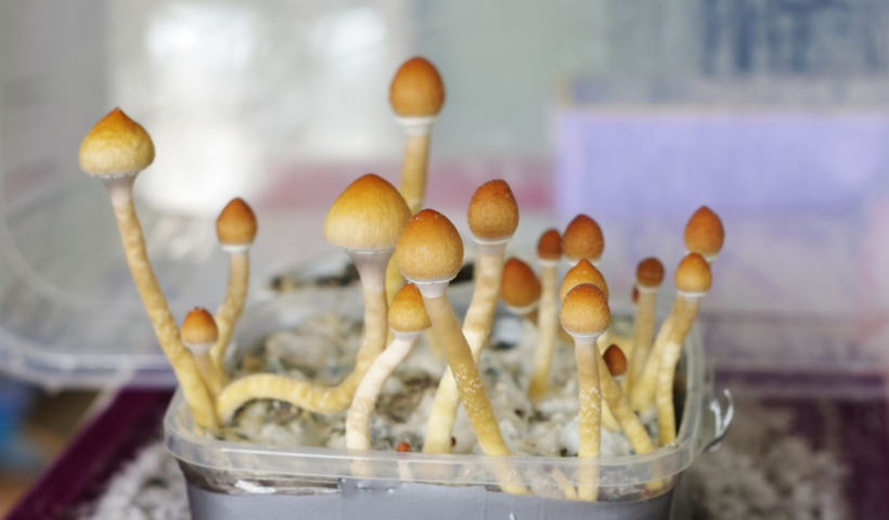 Buy psilocybin mushroom spores
