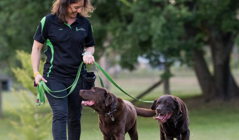 florida dog training2