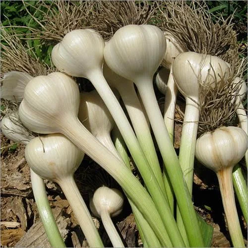 G1 Garlic, G1 Garlic price in Pakistan, G1 Garlic supplier in Pakistan, Best G1 Garlic price, High-quality G1 Garlic Seed, Buy G1 Garlic in Pakistan, G1 Garlic for sale in Pakistan, G1 Garlic seeds in Pakistan, G1 Garlic purchase online, G1 Garlic variety in Pakistan, G1 Garlic wholesale in Pakistan, G1 Garlic bulk purchase, Affordable G1 Garlic seeds, G1 Garlic sale offer, Fresh G1 Garlic seeds, NHI Traders, Agriculture,