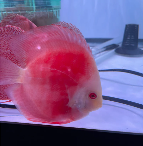 Discus Fish for Sale New York
