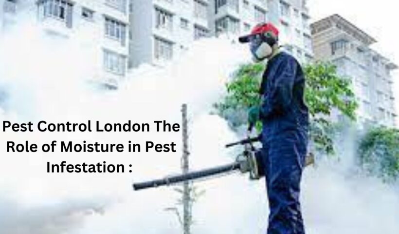 Pest Control London The Role of Moisture in Pest Infestation