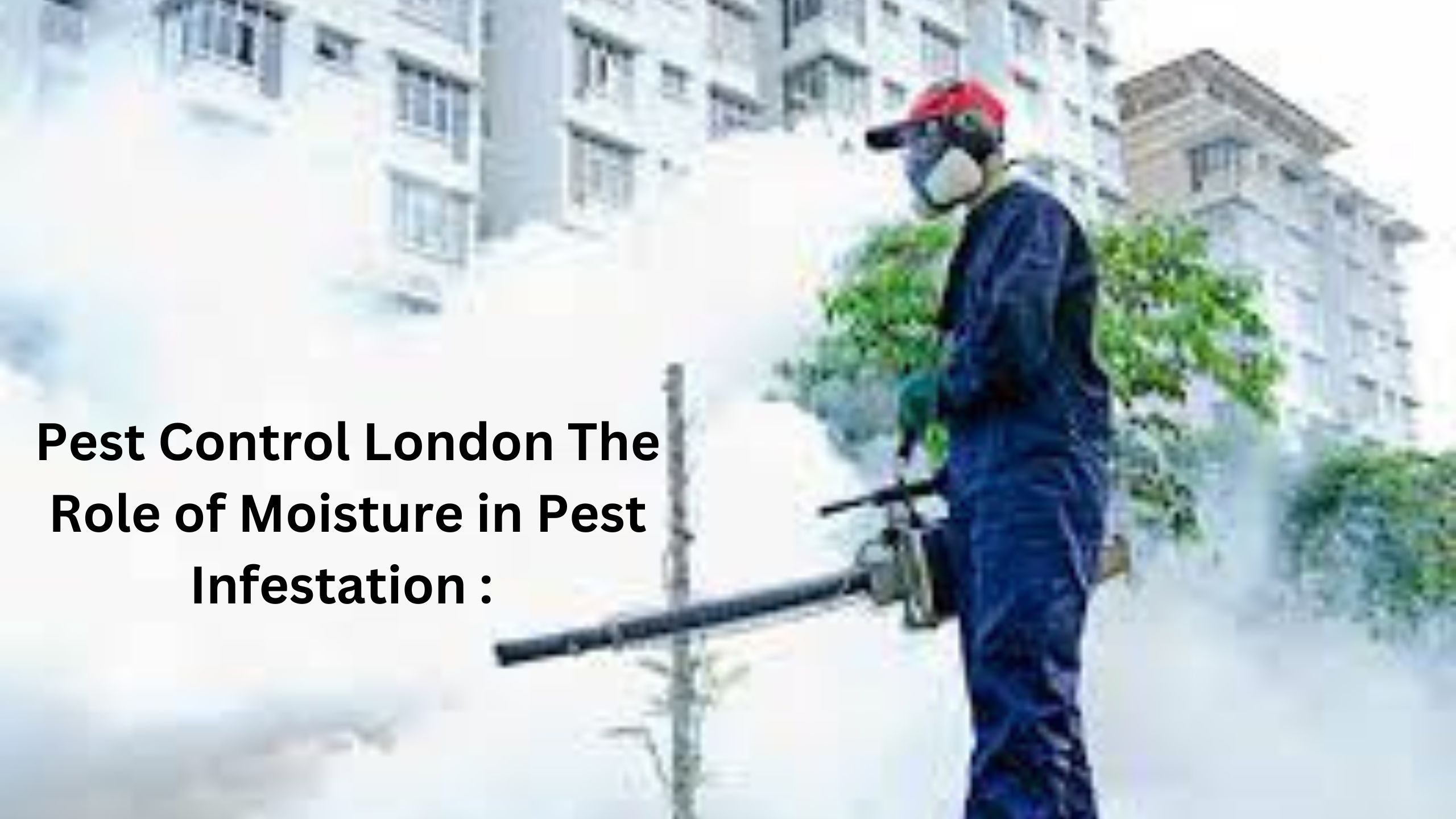 Pest Control London The Role of Moisture in Pest Infestation