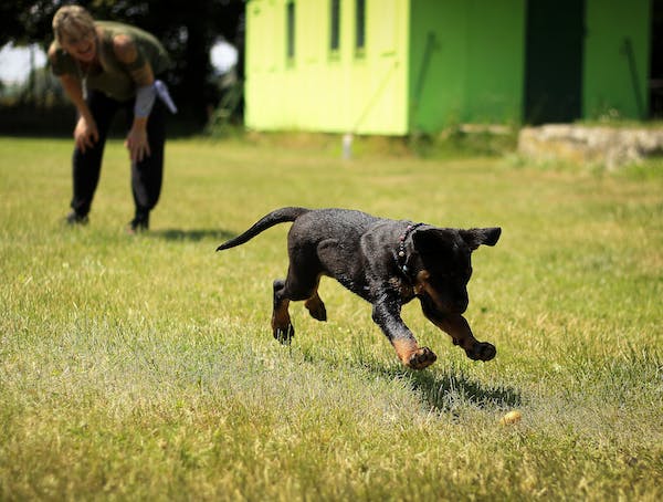 puppy training Kansas City MO