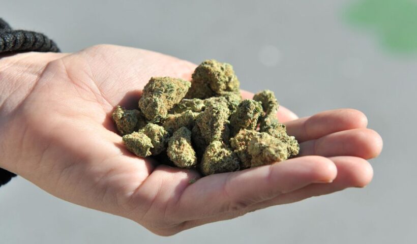 Cannabis