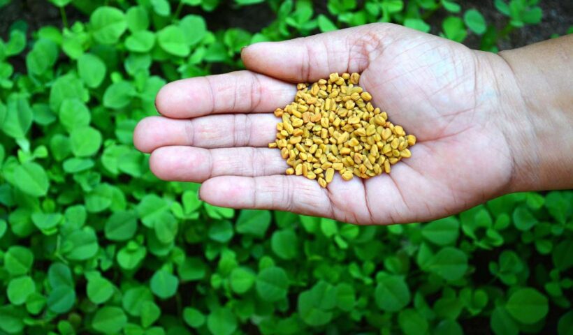 Fenugreek Seeds