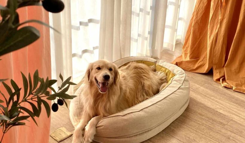 High-Quality Dog Beds