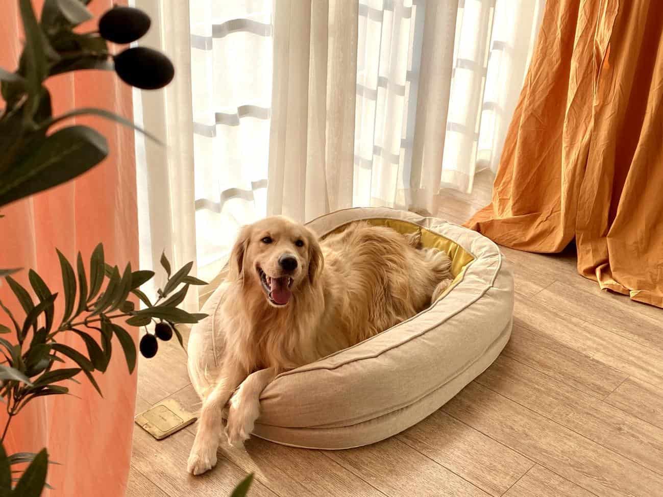 High-Quality Dog Beds