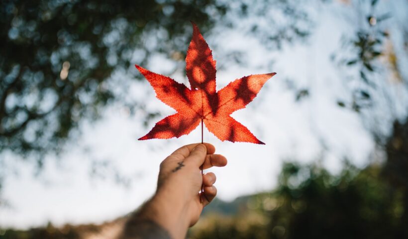 canada immigration consultants