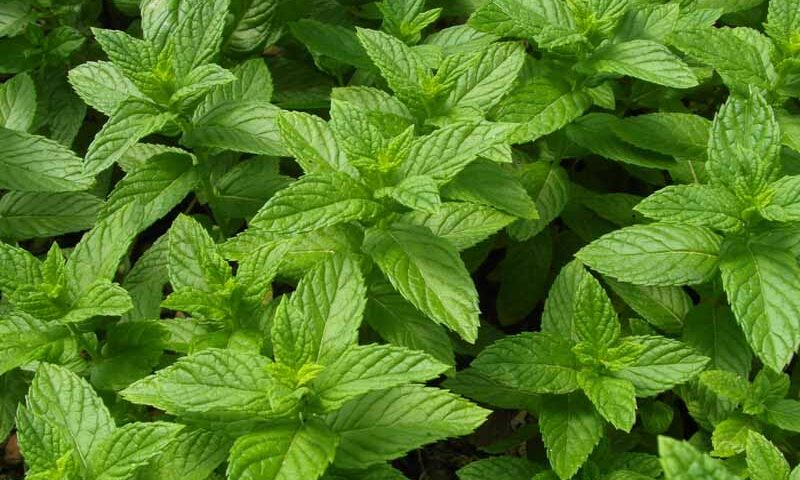 Spearmint Leaves