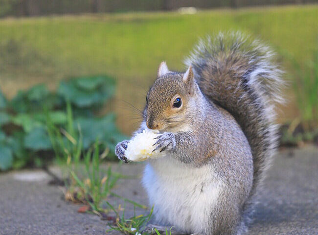 Squirrel Removal in Houston