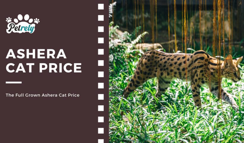 Ashera Cat Price