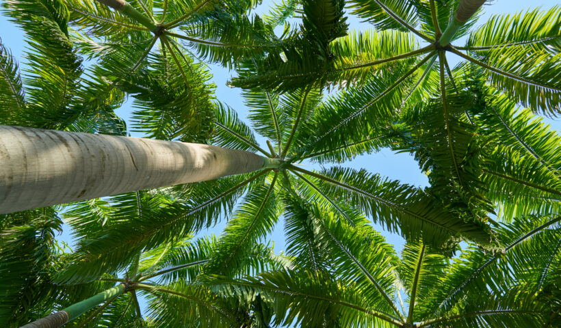 palm tree in dubai