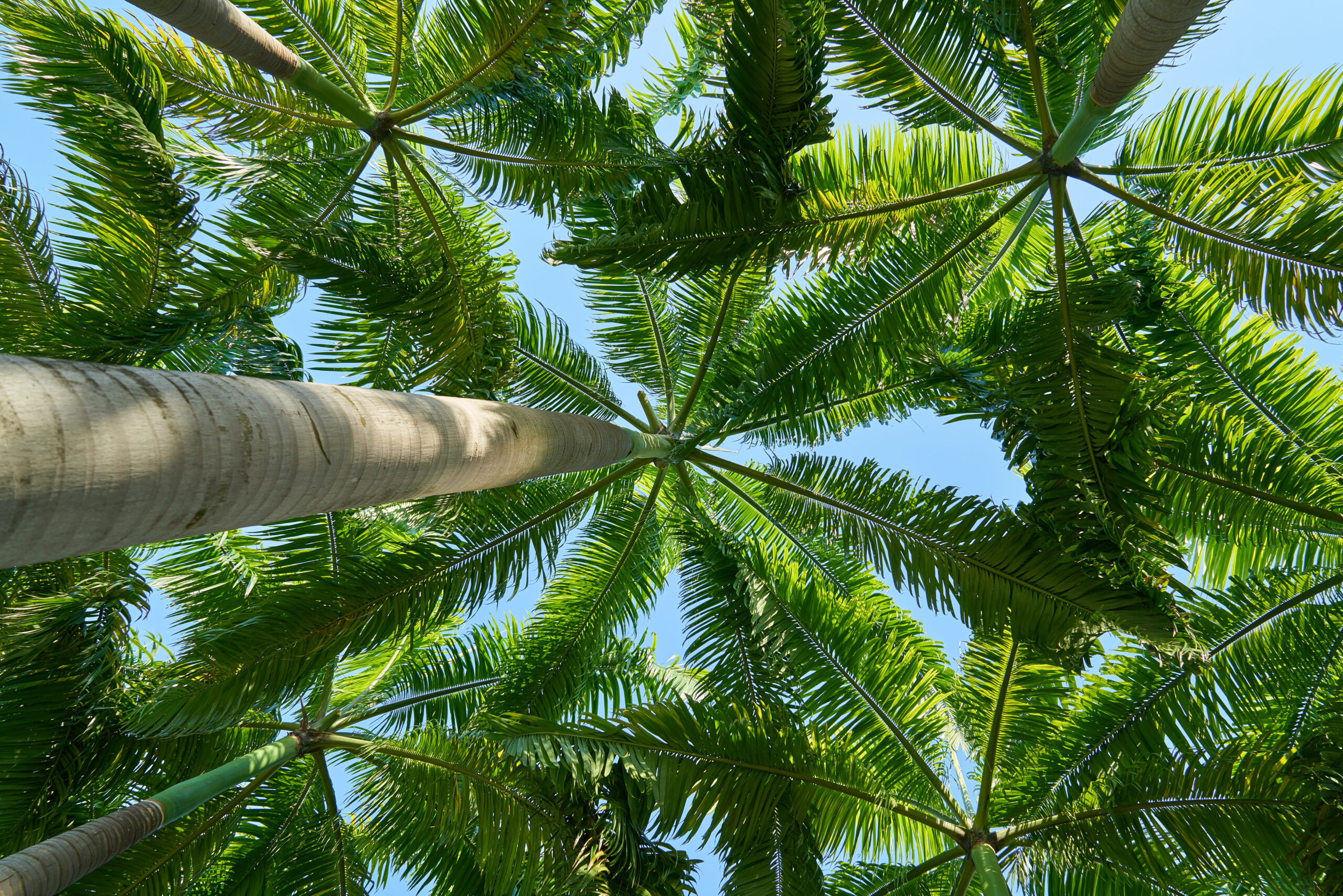 palm tree in dubai