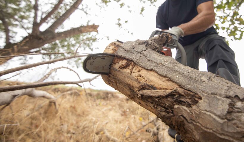 closeup-lumberjack-with-chainsaw-forest (1) (1)