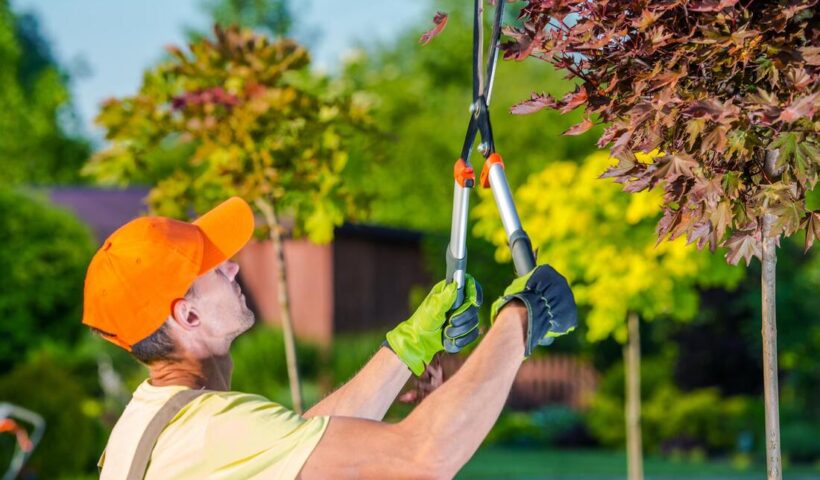 tree Care Services