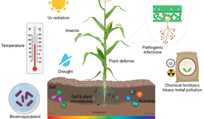 Agricultural Inoculants Market