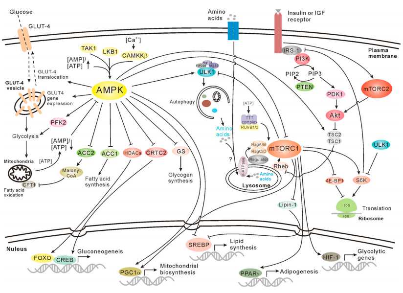 Anabolism