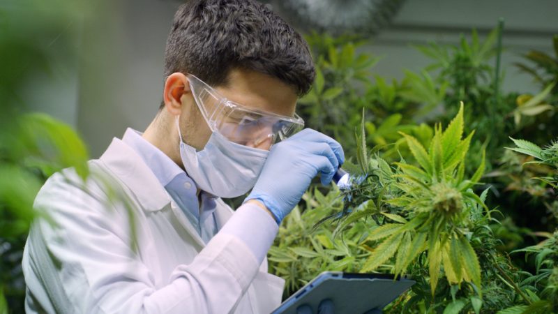 Cannabis Drug Testing
