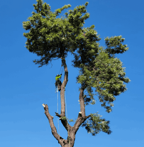 Tree Services