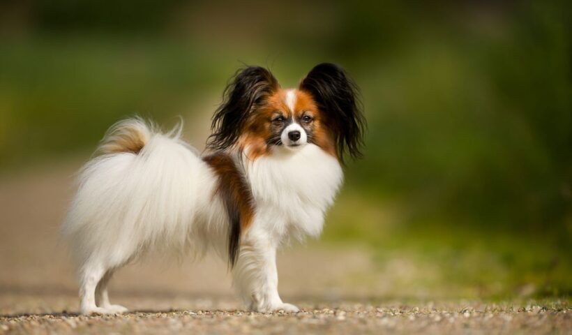 papillon-531027171-2000-3105fe1db05946c1a86482cfaa432004