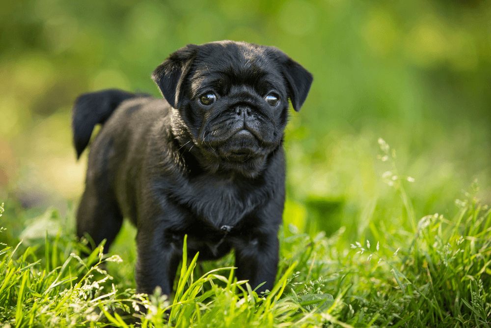 black pug puppies near me