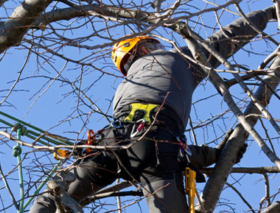 tree removal services