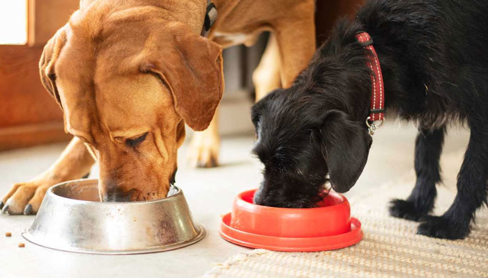 The 7 Most Toxic Foods For Dogs