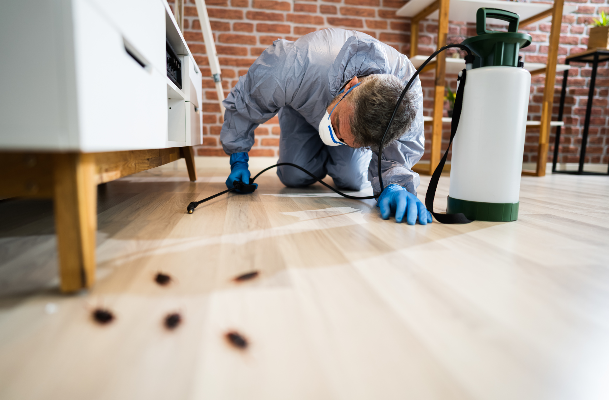 Effective Pest Removal Strategies