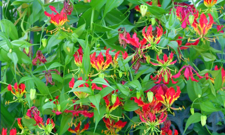 Flame Lily Extract Market
