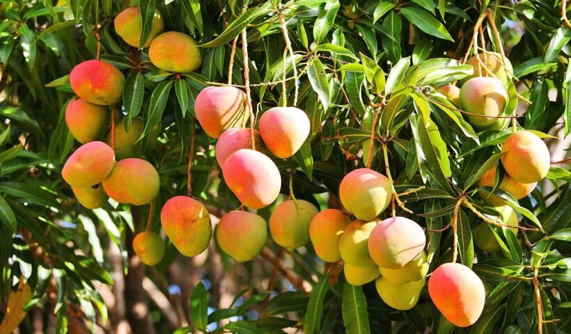 An image of Fresh Mangoes Price in Pakistan