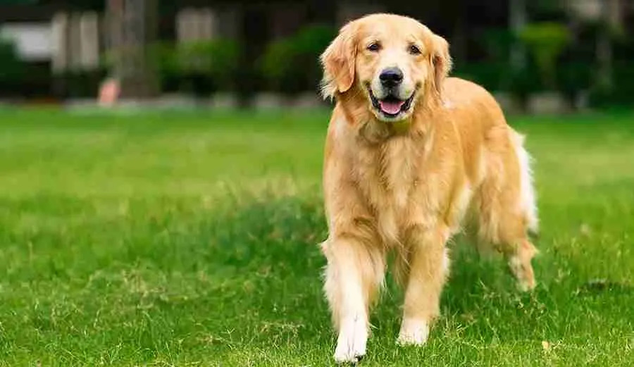 Golden-Retriever