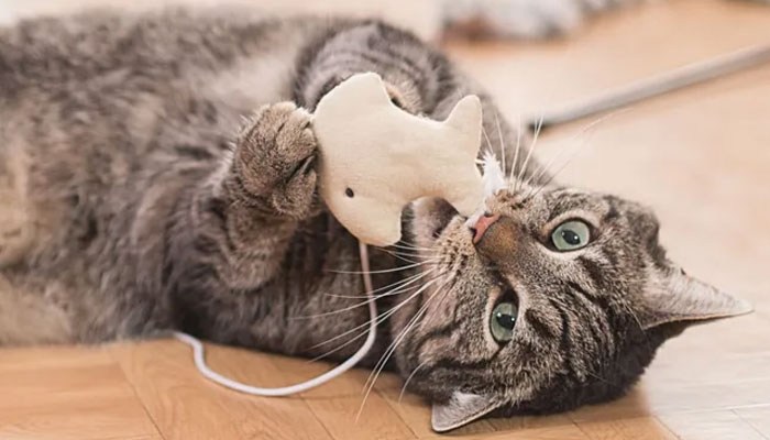 Top Interactive Cat Toys to Keep Your Feline Friend Active