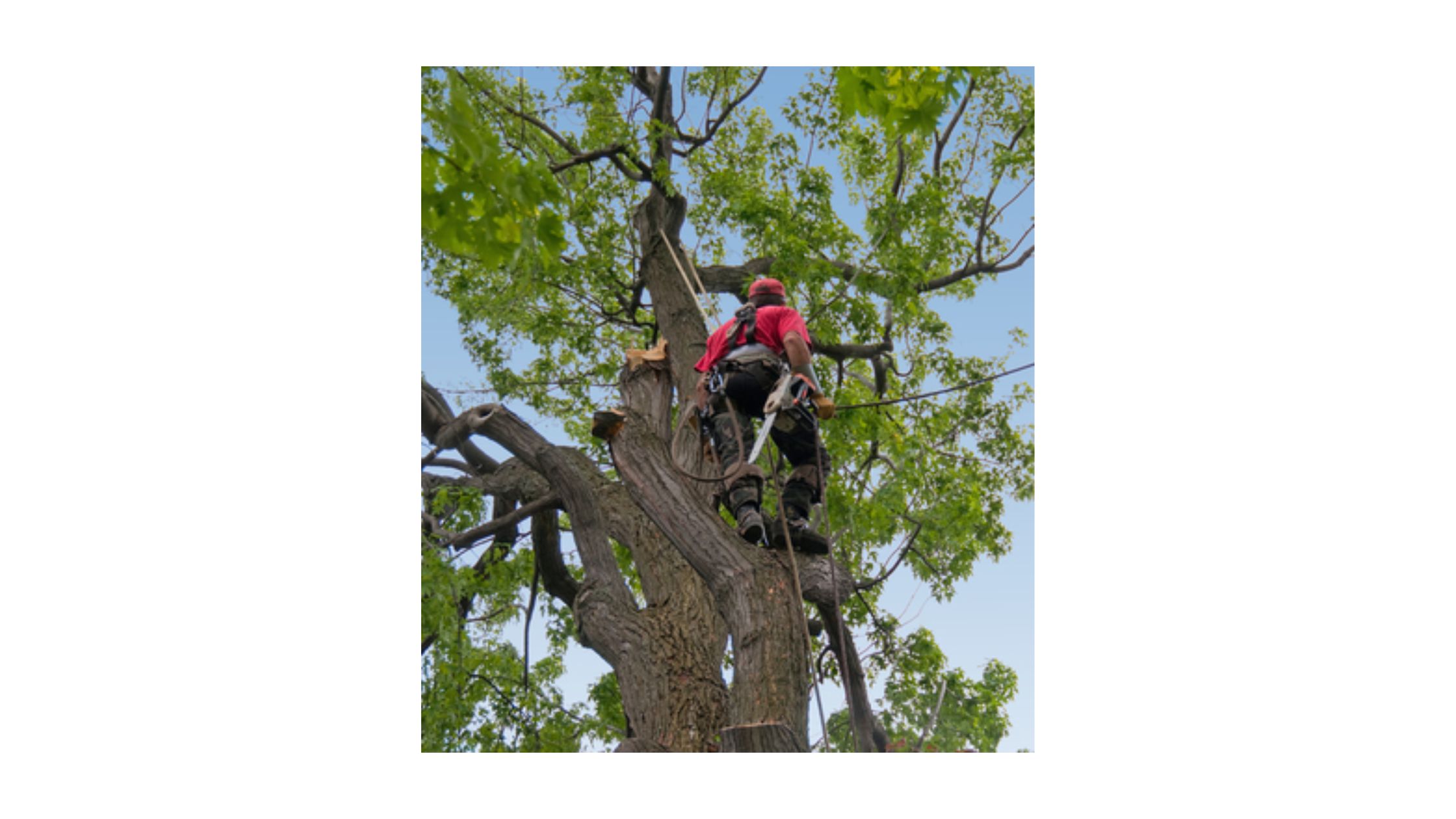 _                    Tree Care Company in Westport Is It Wise to Call in the Experts for Tree Care