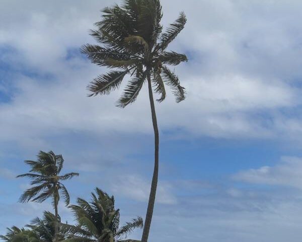 free-photo-of-tall-palm-tree-on-ocean-shore