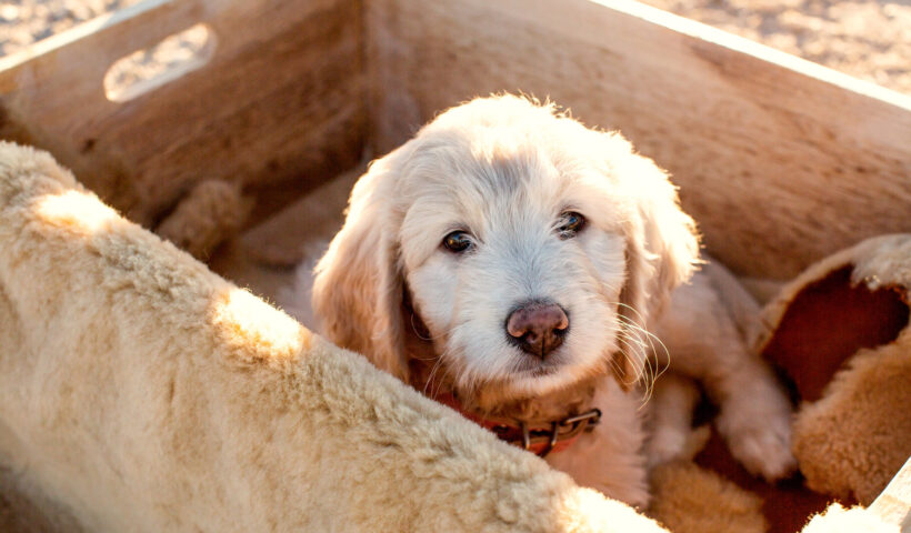 goldendoodles for sale in San Francisco