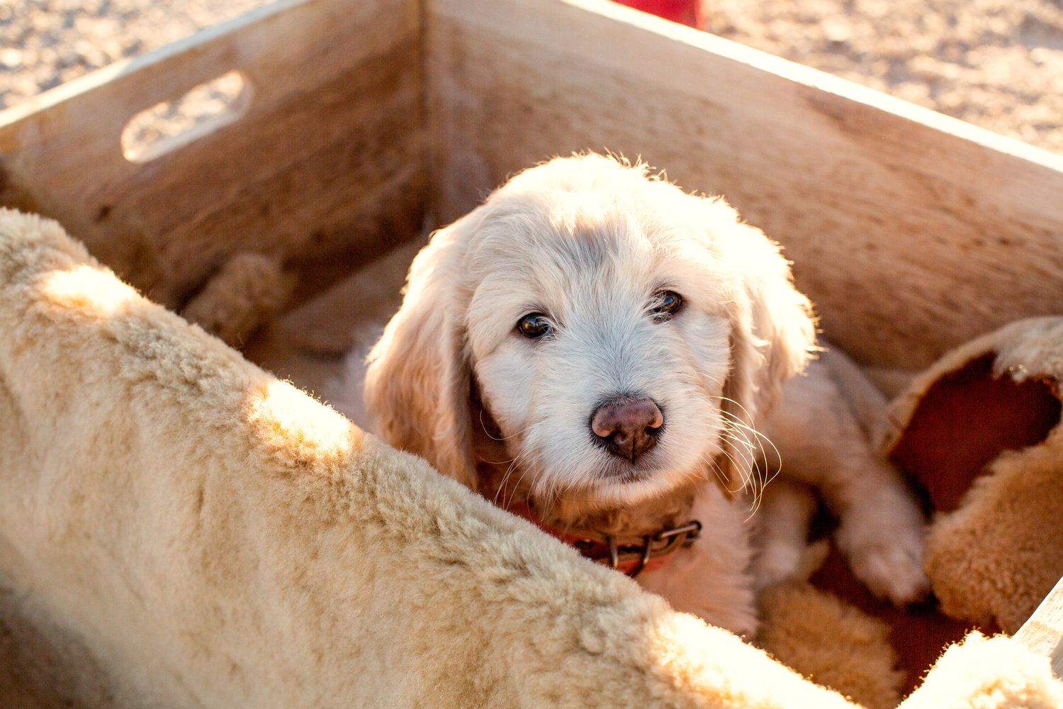 goldendoodles for sale in San Francisco