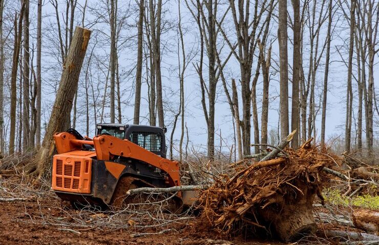 Tree Stump Eradication