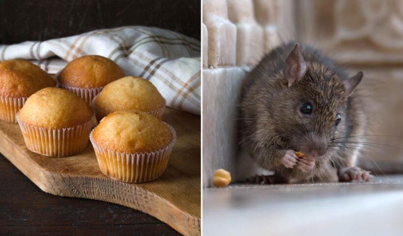 Bugs and rodent feces detected during food inspections