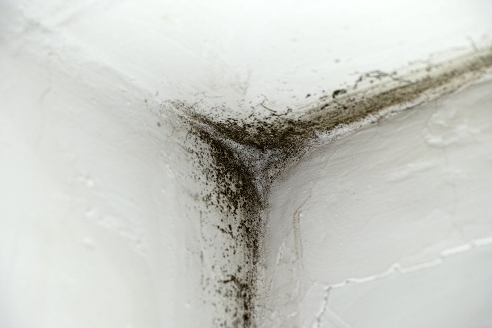 How To Test For Black Mold In House