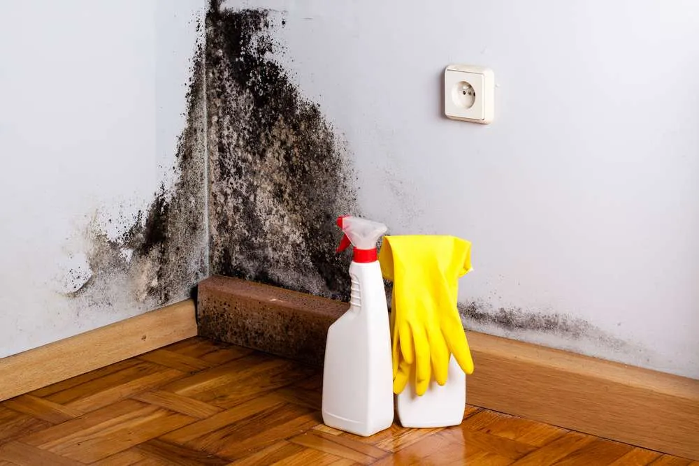 How To Test For Black Mold In House?