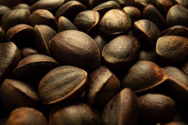 How Often Do Piñon Trees Produce Nuts?