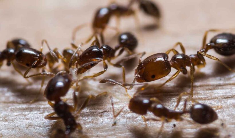 local ants pest control